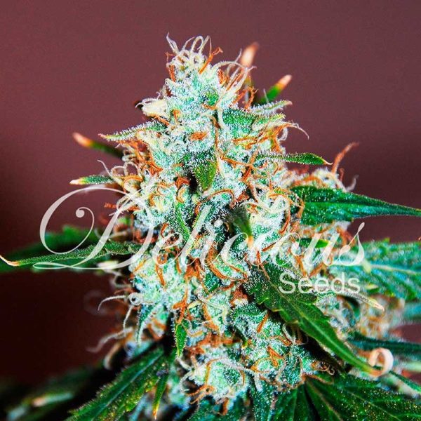 Critical Neville Haze 2.0 Delicious Seeds