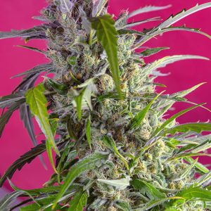 Crystal Candy Auto Sweet Seeds
