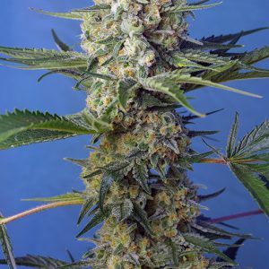 Crystal Candy F1 Fast Sweet Seeds