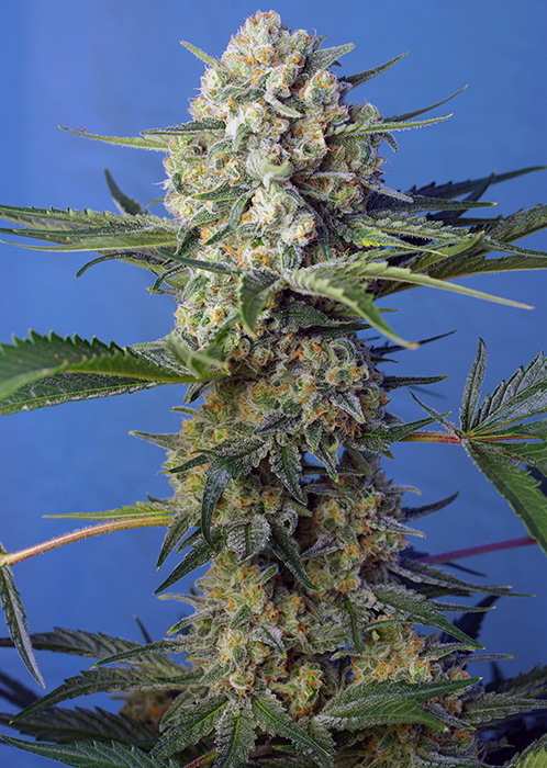 Crystal Candy F1 Fast Sweet Seeds