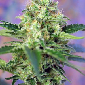 Crystal Candy Sweet Seeds