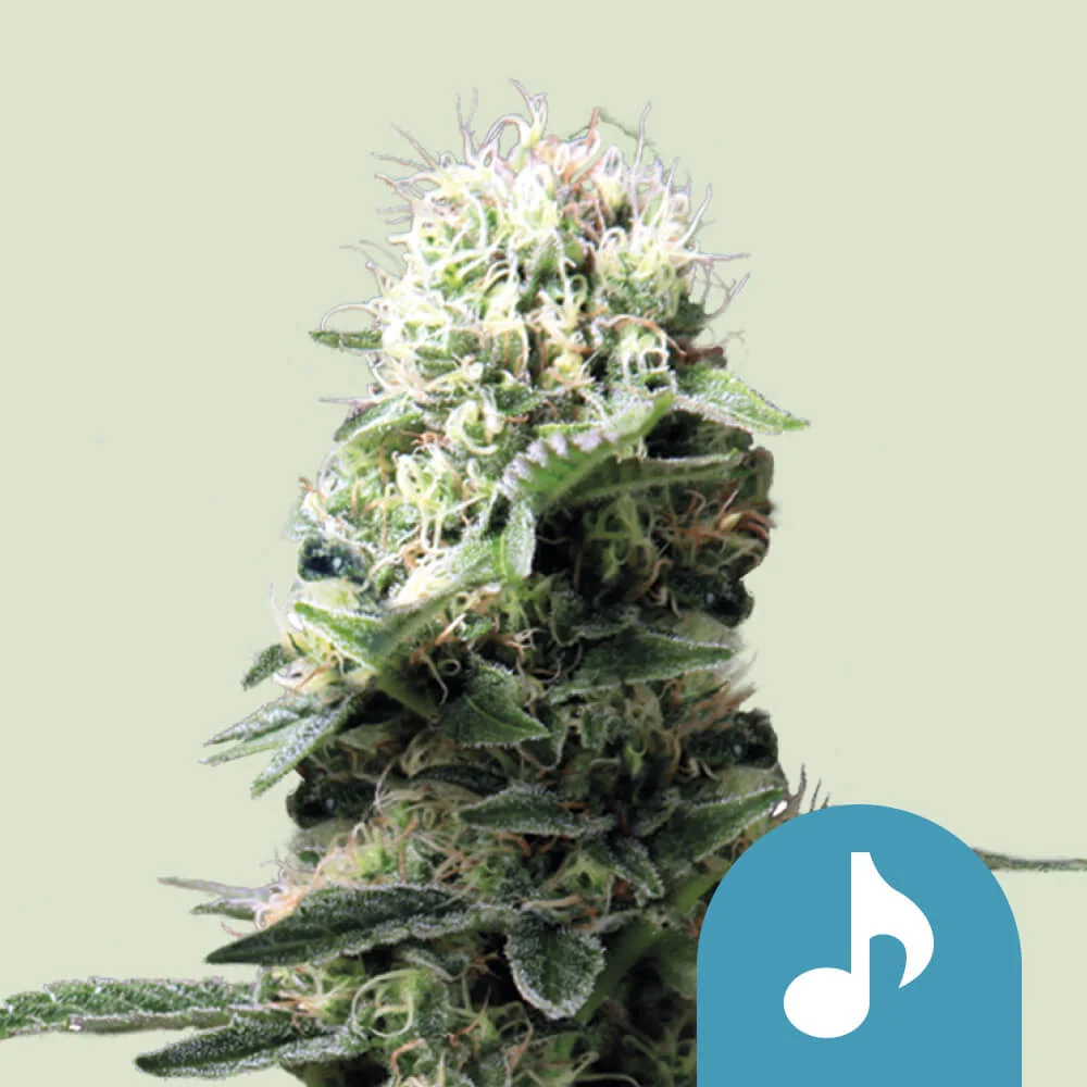 Dance World CBD Royal Queen Seeds