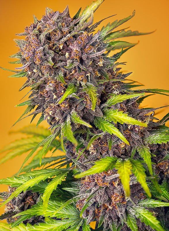 Diablo Rojo XL Auto Sweet Seeds