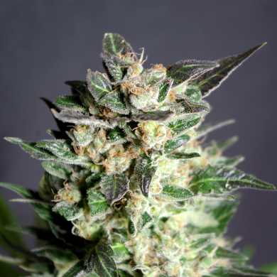 Diesel Glue – sativa z dizelskim vonjem, gostimi cvetovi in hitro rastjo.