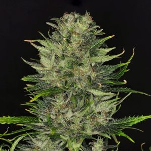 Dosidos Auto – kompaktna, smolnata autoflower rastlina s sladko-citrusno aromo.