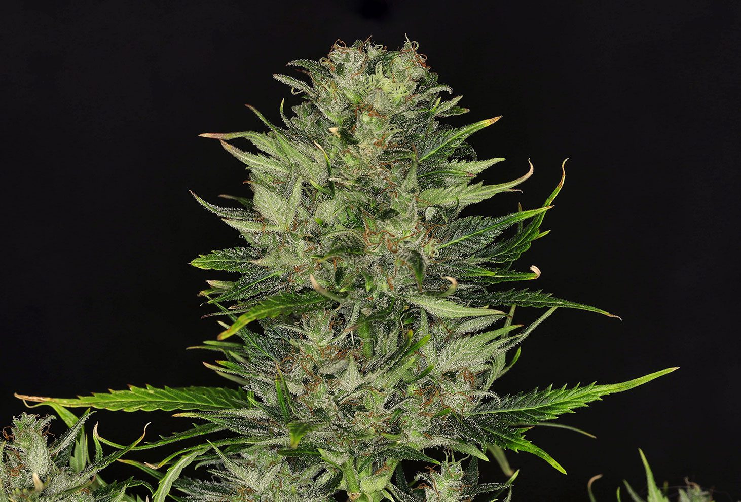 Dosidos Auto – kompaktna, smolnata autoflower rastlina s sladko-citrusno aromo.