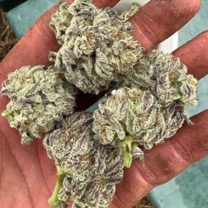 Double Fire Headband Humboldt Seed Organization
