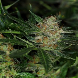 Dream Sherbet Auto – kompaktna smolnata autoflower rastlina z živahnimi barvami.