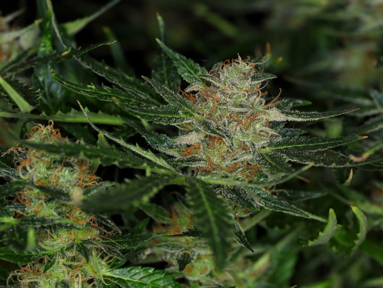 Dream Sherbet Auto – kompaktna smolnata autoflower rastlina z živahnimi barvami.
