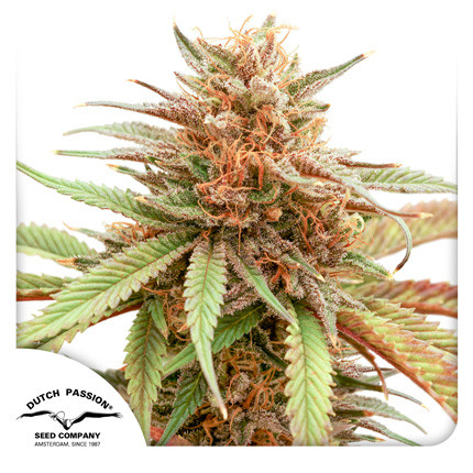 Durban Dew Dutch Passion