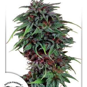 Durban Poison Dutch Passion