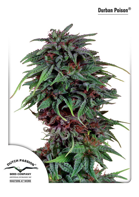 Durban Poison Dutch Passion