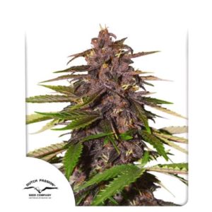 Auto Forbidden Cherry autoflower z vijoličnimi, kompaktni cvetovi, močnim Kush aromatičnim profilom in sproščujočim učinkom.