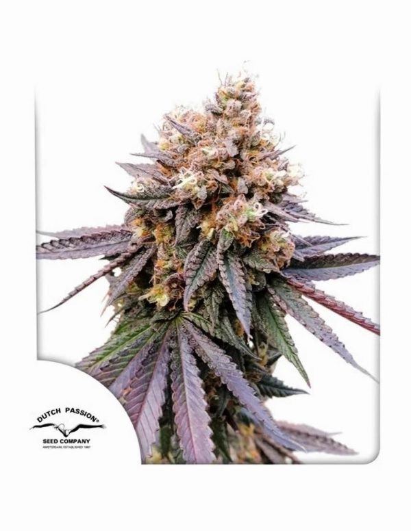 GMO Fast Dutch Passion