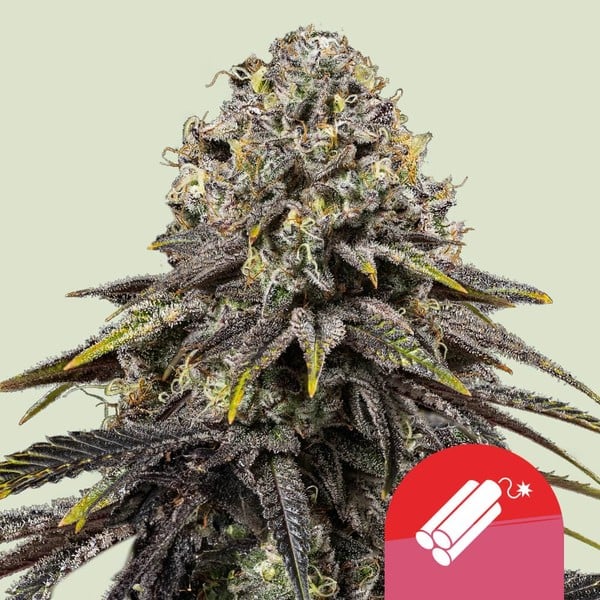 Dynamite Diesel Royal Queen Seeds