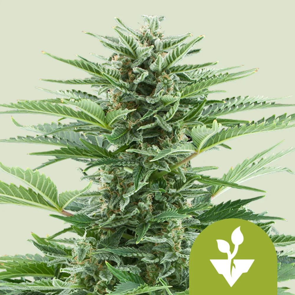 Easy Bud Auto Royal Queen Seeds