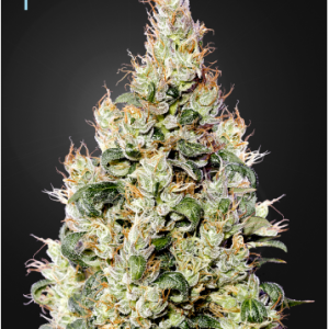 CBD Exodus Cheese Auto Green House
