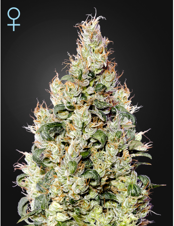 CBD Exodus Cheese Auto Green House