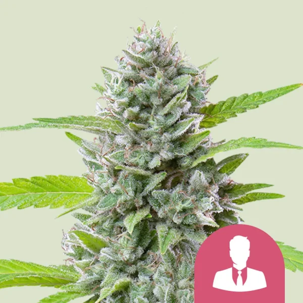 El Patron Royal Queen Seeds