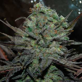 Eleven Roses Auto Delicious Seeds