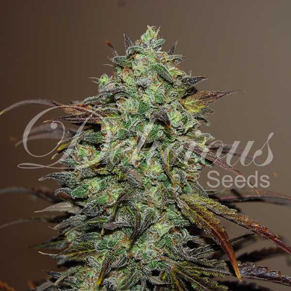 Eleven Roses Delicious Seeds
