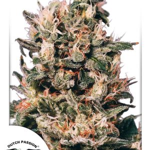 Euforia Dutch Passion