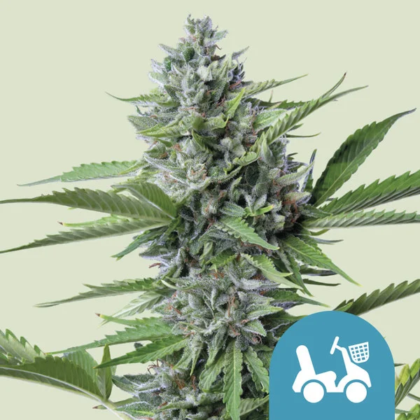 Fast Eddy Auto CBD Royal Queen Seeds