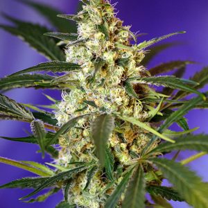 Fast Bud Auto