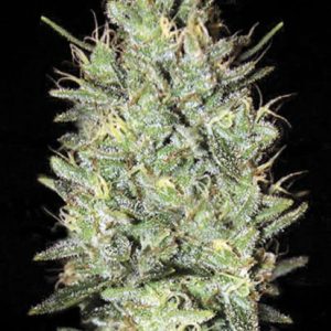 "Bulk Amnesia Haze – visoka, razvejana sativa z limonasto-kadilno aromo in obilnimi, smolnatimi cvetovi."