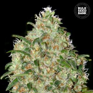 Rastlina Bulk Amnesia Platinum srednje visoka, razvejane veje, bujna krošnja, smolnati brsti s sladkim Haze vonjem, primerna za indoor in outdoor gojenje.