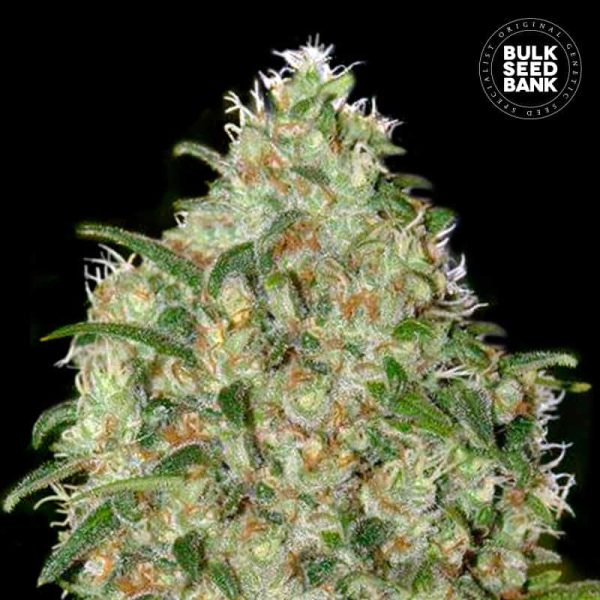 Rastlina Bulk Amnesia Platinum srednje visoka, razvejane veje, bujna krošnja, smolnati brsti s sladkim Haze vonjem, primerna za indoor in outdoor gojenje.