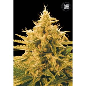 Ananas Funk Bulk