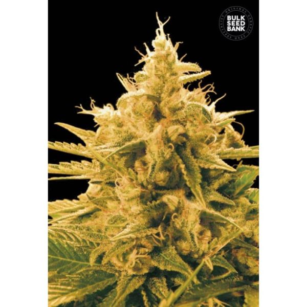 Ananas Funk Bulk