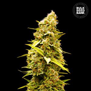 Bulk Banana Monkey – Indica-dominantna feminilna konoplja z aromo banan in jagodičevja, telesno sproščujoč Indica učinek, primerna za indoor in outdoor gojenje.