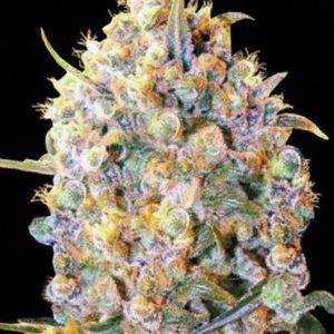 Bulk Bigger Bud – Indica-dominantna feminilna konoplja z aromo citrusa, sandalovine in Skunk začimb, močan telesni učinek, primerna za indoor in outdoor gojenje.