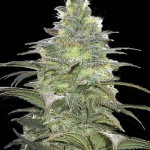 Bulk Blueberry Berry – feminilna Indica z aroma jagodičja, sprva cerebralni in kasneje telesno sproščujoč učinek, primerna za indoor in outdoor pridelavo.