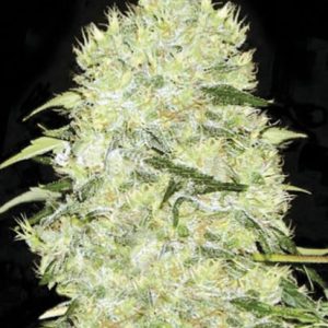 Bulk Bubblegum Extra – feminilna Indica z aroma žvečilnega gumija in začimb, uravnotežen fizični in cerebralni učinek, primerna za indoor in outdoor pridelavo.