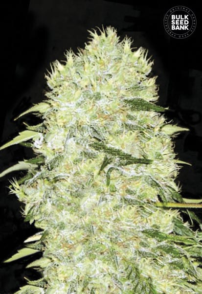 Bubblegum Extra Bulk