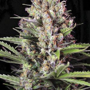 Bulk Caramel King – feminilna Indica s sladko-karamelno aromo, močan sproščujoč učinek, primerna za indoor in outdoor pridelavo.