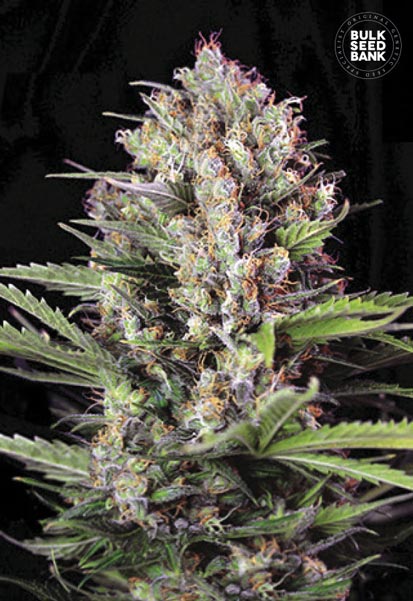Caramel King Bulk