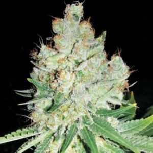 Bulk Cheese – feminilna UK Skunk konoplja z aromo sira in Skunk vonja, močan dolgotrajen učinek, primerna za indoor in outdoor pridelavo.