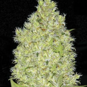 Bulk Chronical – feminilna Sativa-dominantna konoplja z aroma limone in eksotičnega sadja, močan uravnotežen dolgotrajen učinek, primerna za indoor in outdoor pridelavo.