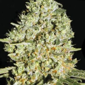 Critical Bulk
