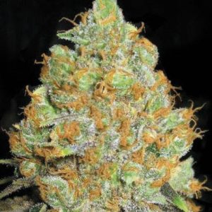 Bulk Critical Mass – Indica-dominantna feminilna konoplja z sadno-citrus aromo, močan telesni sproščujoč učinek, primerna za indoor in outdoor pridelavo.