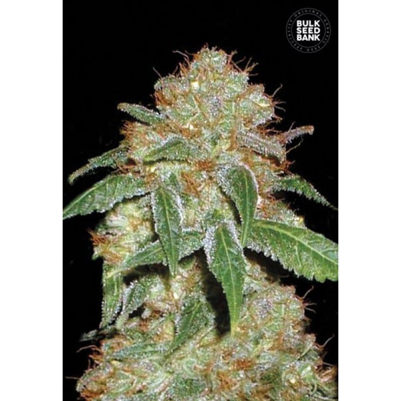 Dark Domina Bulk