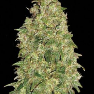 Bulk Dubai Poison – feminilna čista Sativa z aromo limone in začimb, energičen cerebralni učinek, primerna za indoor in outdoor pridelavo.