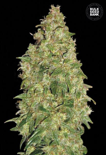 Dubai Poison Bulk