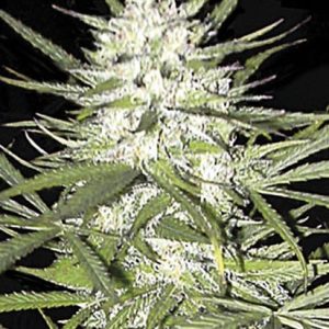 "Early Top Skunk – visoka indica s smolnatimi cvetovi, intenzivno citrusno-sandalovno aromo in Skunk značilnostmi."