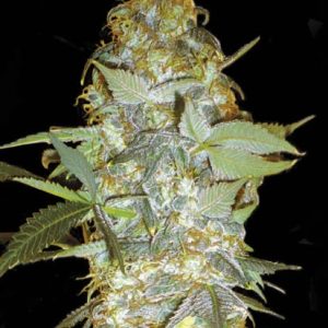 Euforia Special Bulk – feminilna Skunk konoplja z nagrado, intenzivna aroma, sprva cerebralen in kasneje telesno sproščujoč učinek, primerna za indoor in outdoor pridelavo.