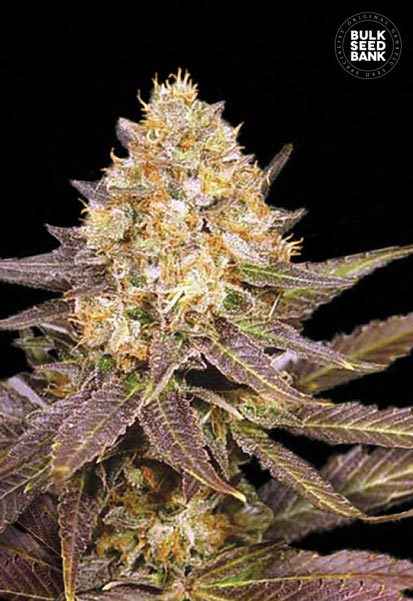 Lavender Best Bulk